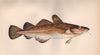 ATLANTIC COD. Gadus morhua, Baltic cod, Dorse. COUCH. Fish 1862 old print