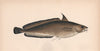 GREATER FORKBEARD. Phycis blennoides, Hake's Dame, Forked Hake. COUCH. Fish 1862
