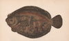 BRILL. Scophthalmus rhombus, Griet, Rombo, Lugaleef, Barbue. COUCH. Fish 1862