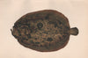 MULLER'S TOPKNOT. Zeugopterus punctatus, Topknot. COUCH. Fish 1862 old print