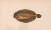 SCALDFISH. Arnoglossus laterna, megrim. COUCH 1862 old antique print picture