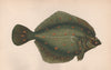 PLAICE. Pleuronectes platessa. COUCH. Fish 1862 old antique print picture
