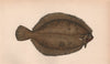 LEMON SOLE Pleuronectes microcephalus Smear/Lemon Dab Smooth Dab COUCH Fish 1862