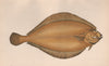 WITCH FLOUNDER Glyptocephalus cynoglossus Pole dab Torbay sole COUCH Fish 1862