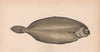 LONG/WINTER FLOUNDER. Pseudopleuronectes americanus. COUCH. Fish 1862 print