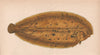 LEMON SOLE. Sand Sole, Microstomus kitt. COUCH. Fish 1862 old antique print