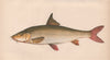 BARBEL Barbus Cyprinus Barbus Barbus vulgaris Barbus Fluviatilis COUCH Fish 1862