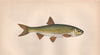 DOBULE. Leuciscus leuciscus, Dace. COUCH. Fish 1862 old antique print picture