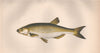 BLEAK. Alburnus alburnus, Alver. COUCH. Fish 1862 old antique print picture
