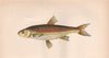 GRAINING. Leuciscus Lancastriensis, Leuciscus leuciscus. COUCH. Fish 1862