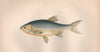 RUDD Scardinius erythrophthalmus Azurine Bulldog/Italian Rudd COUCH Fish 1862