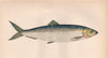 ATLANTIC HERRING. Clupea Harengus, Hafsild. COUCH. Fish 1862 old antique print