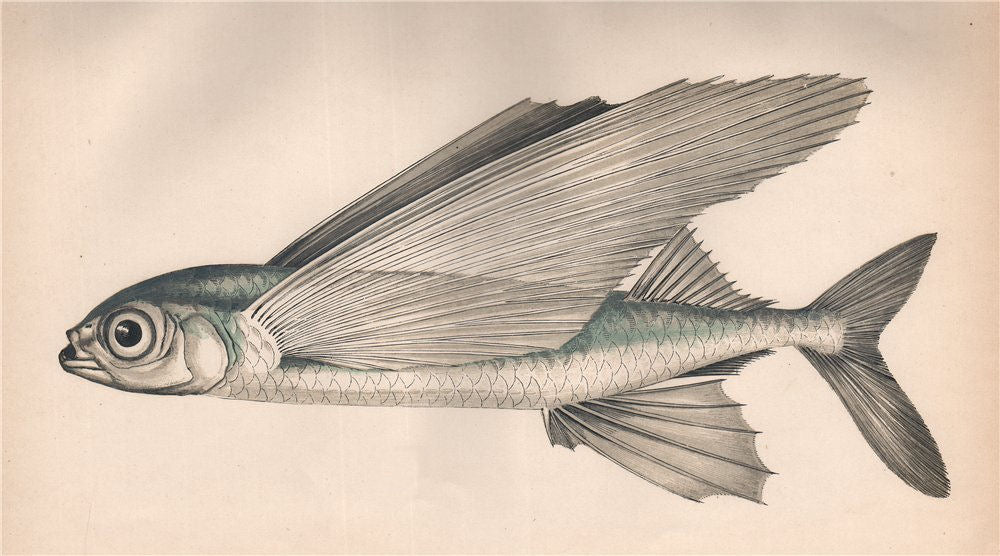 Couch's Fishes of the British Islands – Antiquemapsandprints.com