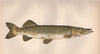 NORTHERN PIKE. Jackfish, Esox Iucius. COUCH 1862 old antique print picture
