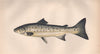 PEAL. Salmon Peal, Bull Trout, Scurf, Trutta Salmonata. COUCH. Fish 1862 print