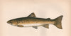 BULL TROUT Salvelinus confluentus Sea Trout Pugtrout Sea Truff COUCH Fish 1862