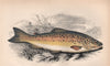 COMMON TROUT Salmo trutta trutta Trutta fluviatilis Salmo fario COUCH Fish 1862