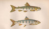 PARR SAMLET Salmo Salmulus Atlantic Trout Branlin Palmer Trout COUCH Fish 1862