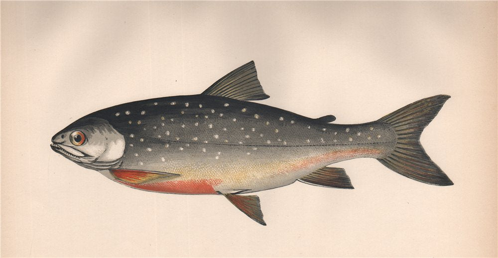 Couch's Fishes of the British Islands – Antiquemapsandprints.com