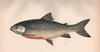 ARCTIC CHARR Salvelinus alpinus Torgoch Hudson Bay Salmon COUCH Fish 1862