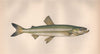 EUROPEAN SMELT Osmerus eperlanus Sparling Spirling Rainbow Smelt COUCH Fish 1862
