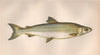 IRISH POLLAN Coregonus pollan Coregonus autumnalis Arctic Cisco COUCH Fish 1862