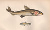 ARGENTINE PEARLSIDES Argentina sphyraena Maurolicus muelleri COUCH Fish 1862
