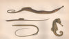 SNAKE, WORM & STRAIGHT-NOSED PIPEFISH; SEAHORSE. Hippocampus. COUCH 1862 print
