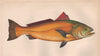 SCIAENA deliciosa or callaensis. Fish. COUCH 1862 old antique print picture