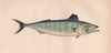 BONITO. Sarda Sarda, Short-finned Tunny, Pelamide. COUCH. Fish 1862 old print