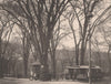 The Old Elm on the Green, New Haven, Connecticut. Albertype print 1893