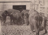 The American Bison, Smithsonian Institute, Washington, DC. Albertype print 1893
