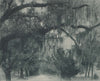 Bonaventure Cemetery, Savannah, Georgia. Albertype print 1893 old