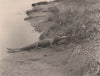 Alligator on the St. Johns River, Florida. Albertype print 1893 old