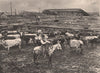 Stock Yards at Kansas City. Albertype print 1893 old antique picture
