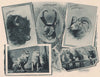 Animals of the Rocky Mountain. Albertype print 1893 old antique picture