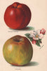 APPLES. Gascoigne's Seedling; Sandringham. WRIGHT Chromolithograph 1892 print