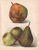 PEARS. Catillac; Bergamotte Esperen; Josephine de Malines; Maréchal de Cour 1892
