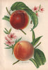 PEACHES. Alexander; Rivers' Early York. WRIGHT Chromolithograph 1892 old print