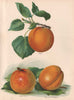 PEACHES. Royal; Grosse Pêche; Large Early Montgamet. WRIGHT Chromolitho 1892