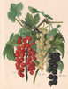 CURRANTS. Victoria; White Dutch; Black Naples. WRIGHT Chromolithograph 1892