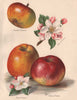 APPLES. Braddick's Nonpareil; Belle de Pontoise; King of Pippins. WRIGHT 1892