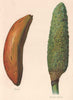 BANANA; Monstera Deliciosa (FRUIT SALAD PLANT). WRIGHT Chromolithograph 1892