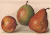 PEARS. Olivier de Serres; Easter Beurré; Nouvelle Fulvie. WRIGHT 1892 print