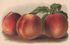 PEACHES. Nectarine Peach; Princess of Wales; Sea Eagle. WRIGHT Chromolitho 1892