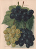 GRAPES. Black Hamburgh; Buckland Sweetwater; Black Alicante. WRIGHT 1892 print