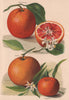 CITRUS. Blood Orange; Sustain; Tangierine. WRIGHT Chromolithograph 1892 print