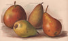PEARS Gansel's Bergamot; Van Mons Leon le Clerc; Portugal Quince; Durondeau 1892