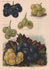 GRAPES. Mrs. Pince's Muscat; Royal Muscadine; Chasselas Vibert. WRIGHT 1892