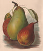 PEARS. Pitmaston Duchess; Durondeau. WRIGHT Chromolithograph 1892 old print